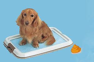 金毛幼犬怎么训练大小便